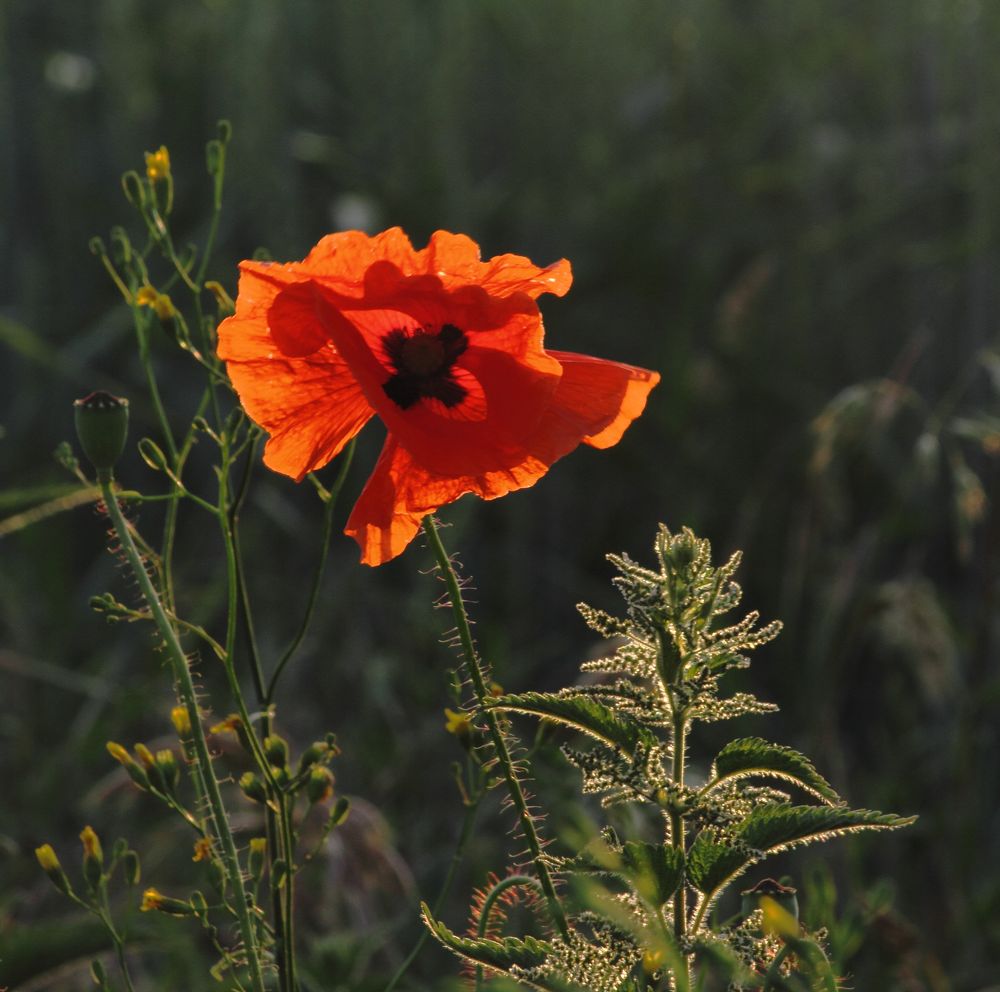 Mohn 1