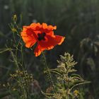 Mohn 1