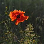 Mohn 1