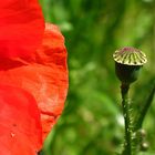 Mohn 1