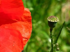 Mohn 1