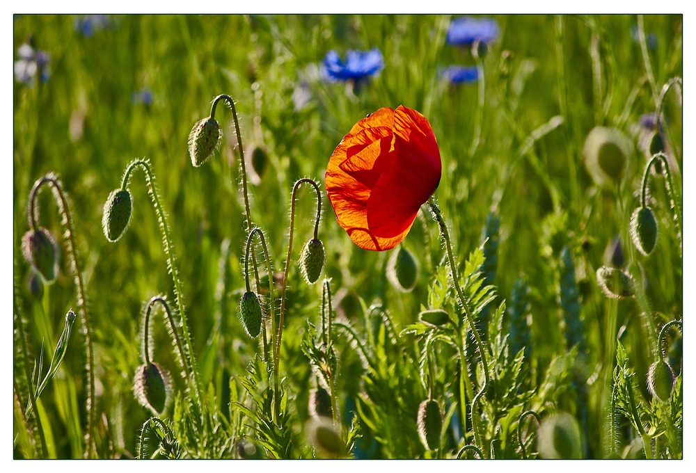 Mohn 1