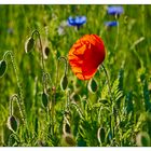 Mohn 1