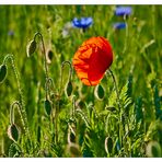 Mohn 1