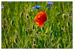 Mohn 1