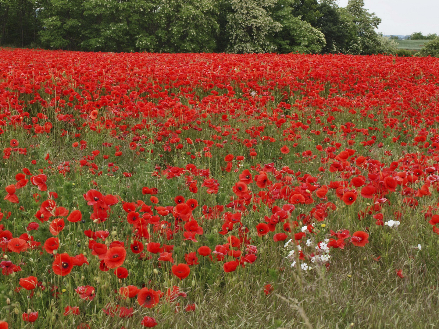 Mohn #1