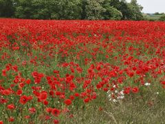 Mohn #1