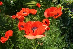 Mohn 1