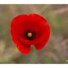 Mohn 1