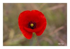 Mohn 1