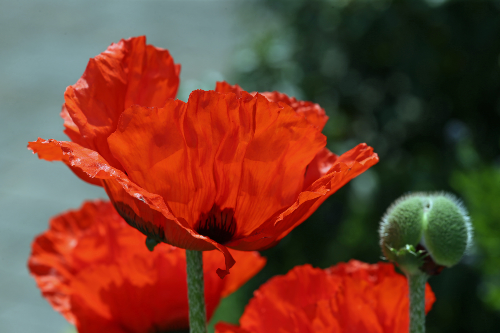 Mohn -1-