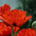 Mohn -1-