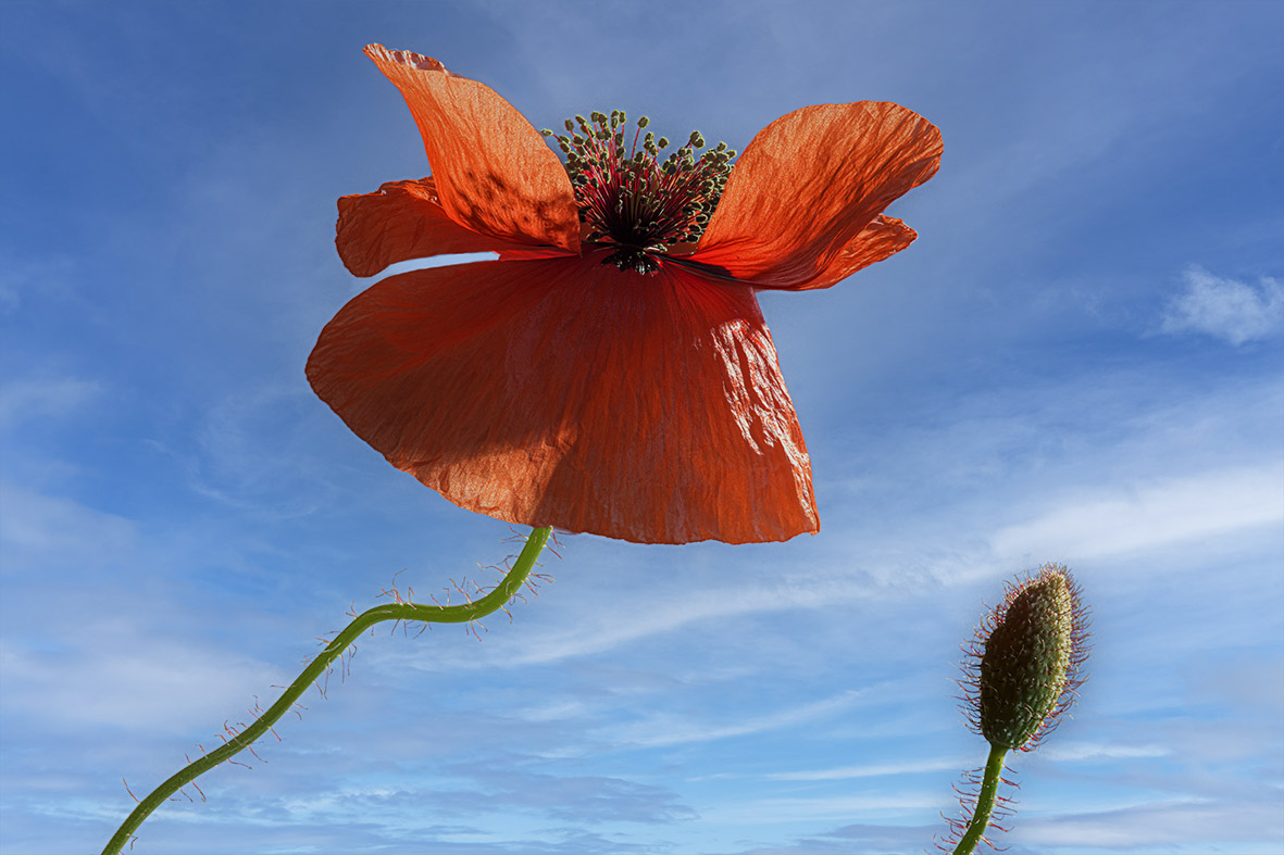 Mohn 1 