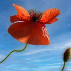 Mohn 1 