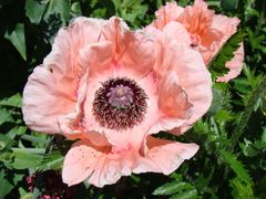 Mohn 1