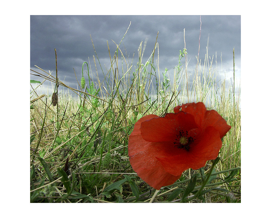 Mohn 1