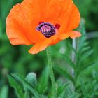 Mohn 1