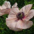 ...Mohn 1...