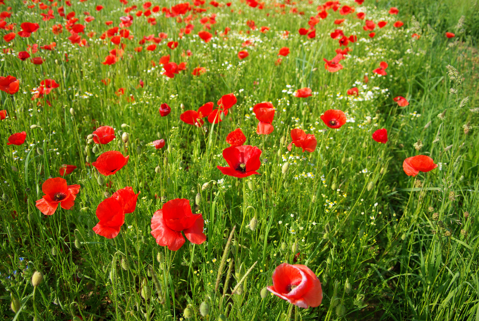 Mohn 1