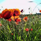 mohn #1