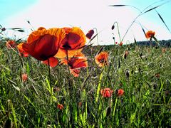 mohn #1