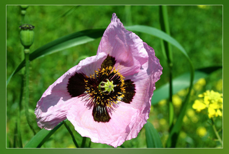 Mohn *1*