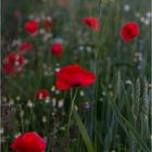 Mohn #1