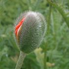 Mohn 1