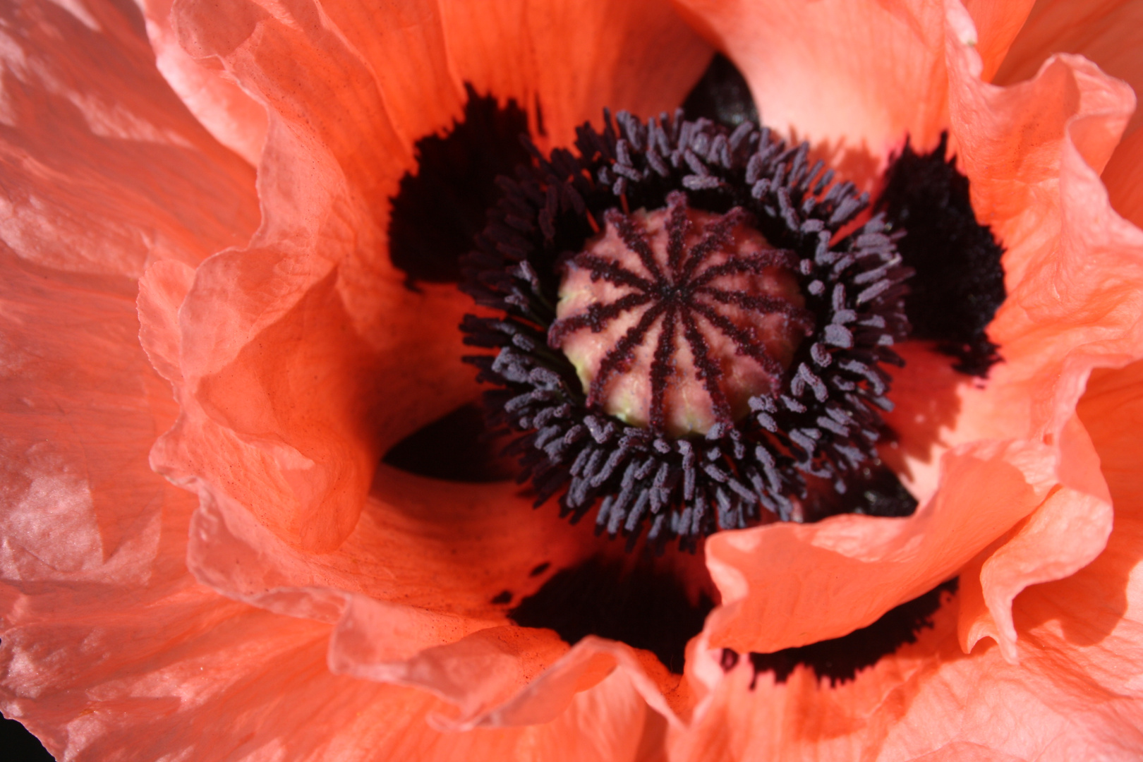 Mohn 1