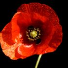 Mohn (1)