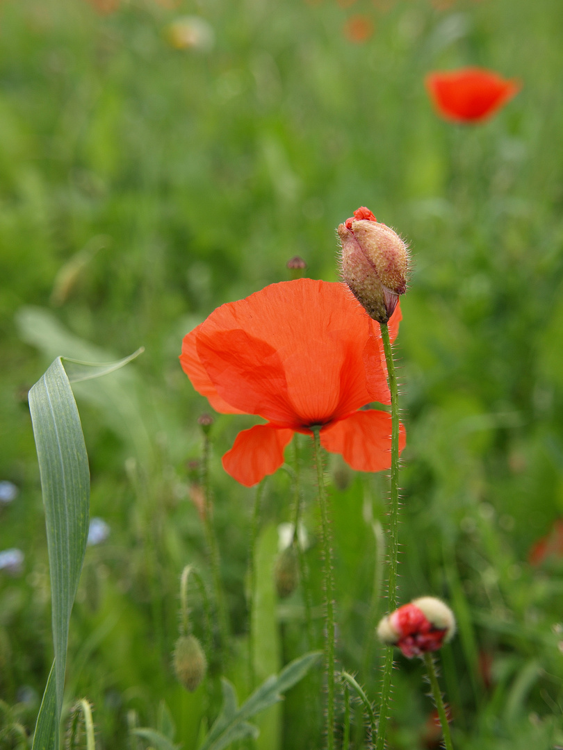 Mohn #1