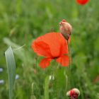 Mohn #1