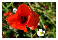 Mohn 1