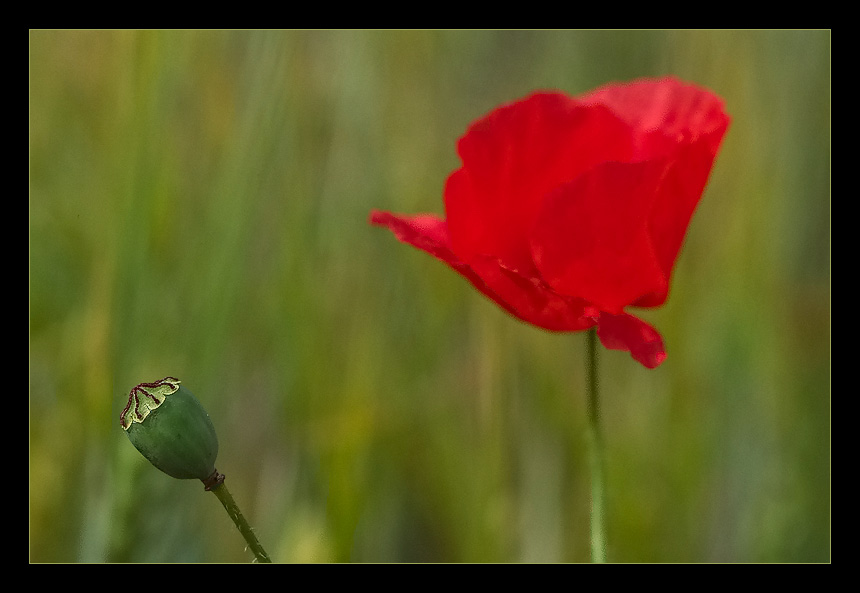 Mohn 1