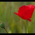 Mohn 1