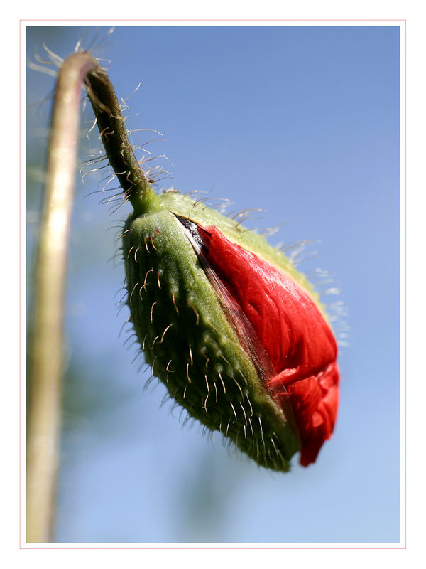 *Mohn 1*