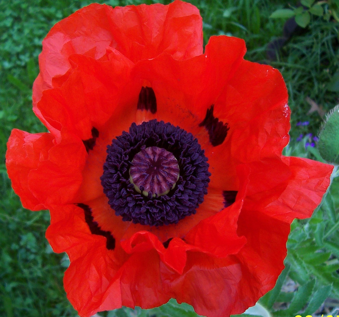 Mohn (1)