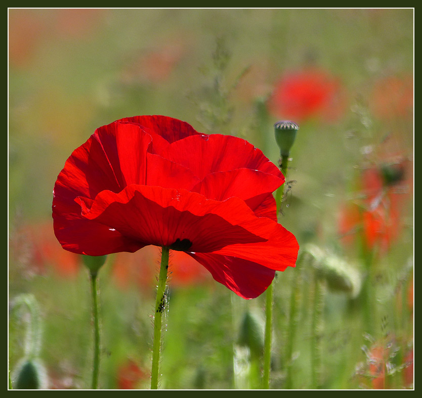 Mohn 1