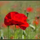 Mohn 1