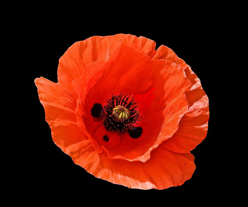 MOHN 1