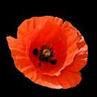 MOHN 1