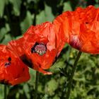 Mohn 1