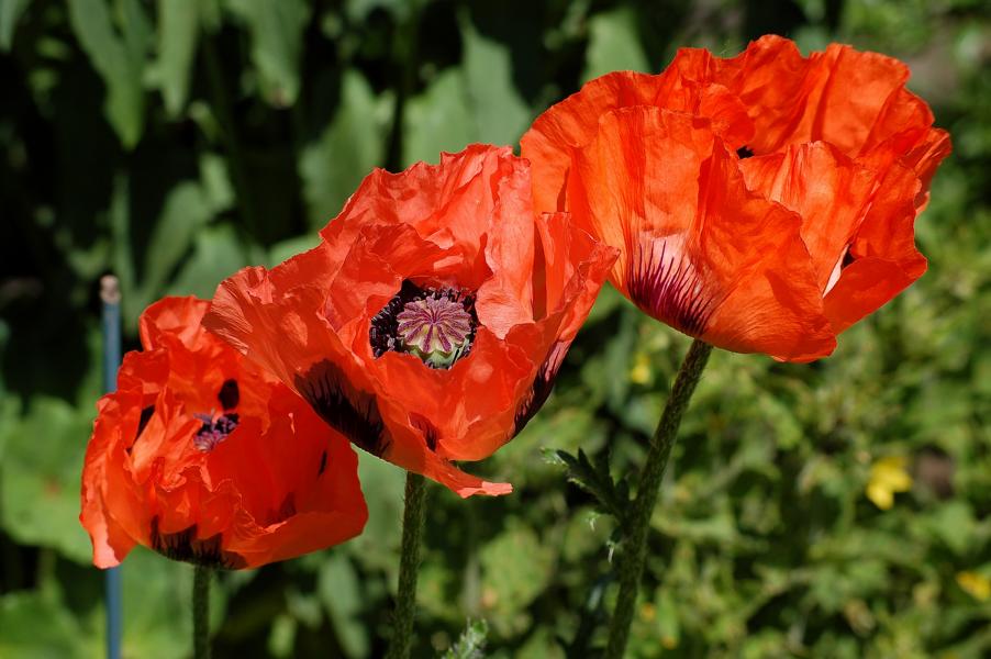 Mohn 1