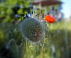 Mohn - 1