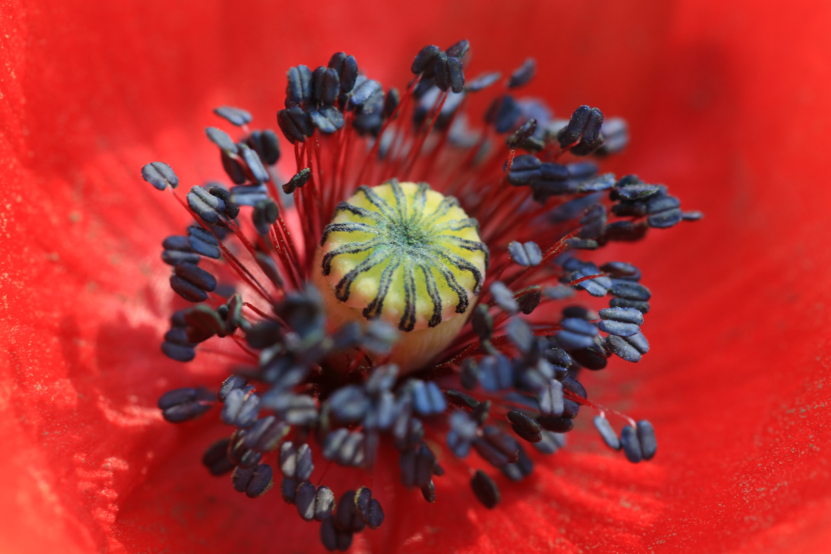 Mohn 1