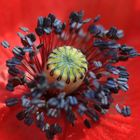 Mohn 1