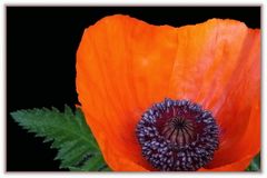 Mohn -1-