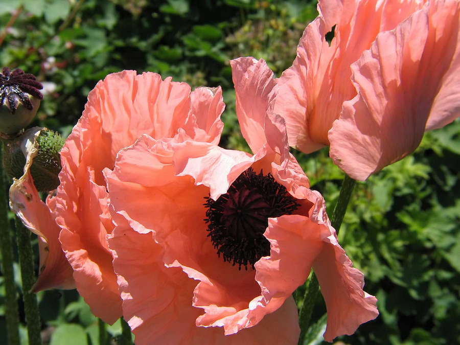 Mohn 1