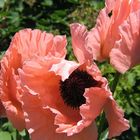 Mohn 1