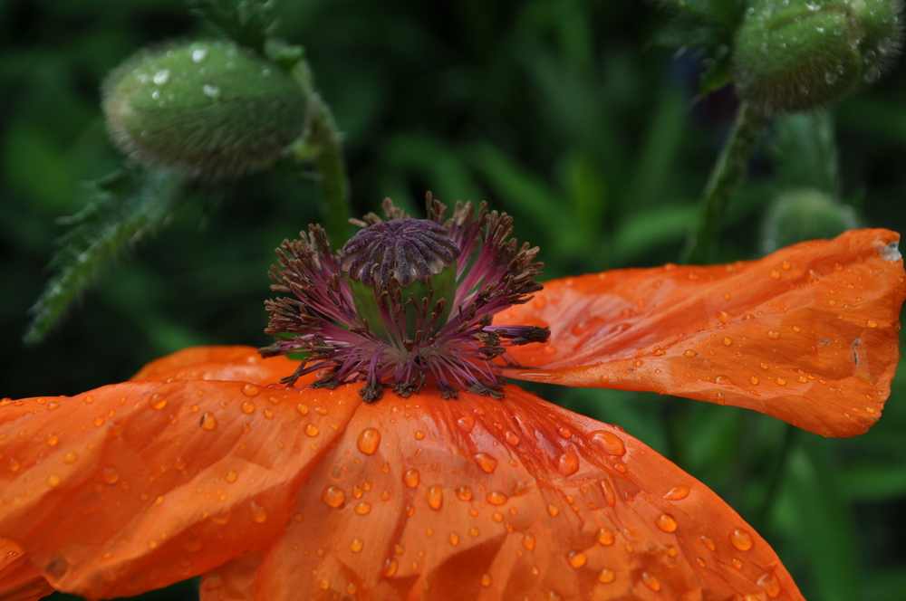 Mohn 1